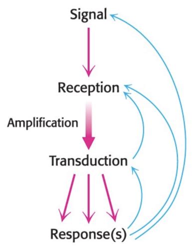 Image result for Signal Transduction Cascade Animation