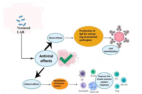 Applications of Lactic Acid Bacteria | Encyclopedia MDPI