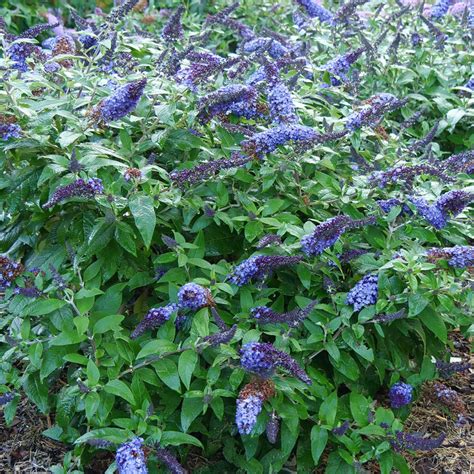 Buddleia X Color Choice Pugster Blue Butterfly Bush | SiteOne US
