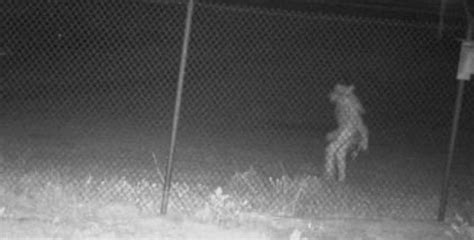 United States' Texas Zoo Spots A Real-Life Werewolf Like Creature In ...