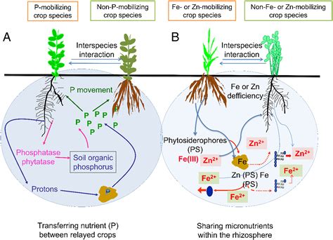Integrated farming with intercropping increases food production while reducing environmental ...
