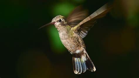 Download wallpaper 1920x1080 hummingbird cynanthus, hummingbird, bird ...