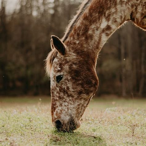 Delhi Cat Adoption - Rescued Cats/Kittens for Adoption | Delhi Cat Adoption