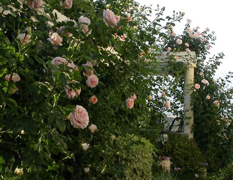 Repeat Flowering Climbing Roses - Home Alqu