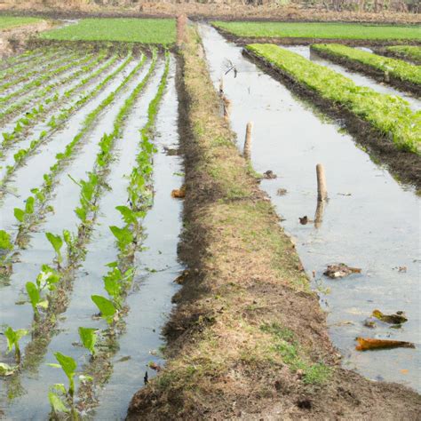 Commercial Agriculture Definition AP Human Geography: Understanding Its ...