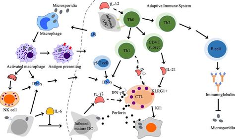 Image result for Understanding How Adaptive Immunity Works