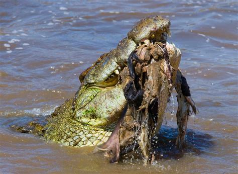 Alligator VS Crocodile: What's The Difference? | Facts.net