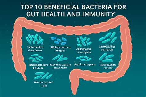 Top 10 Beneficial Bacteria for Gut Health and Immunity – InnerBuddies