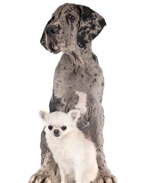 Great Dane Chihuahua Mix (Chi Dane Dane): Facts & Pictures