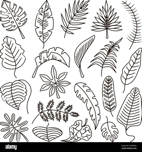 Doodle tropical outline leaves, leaf exotic line contour isolated set ...