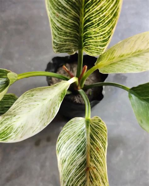 Philodendron plant varieties greenhouse plants types of philodendrons ...