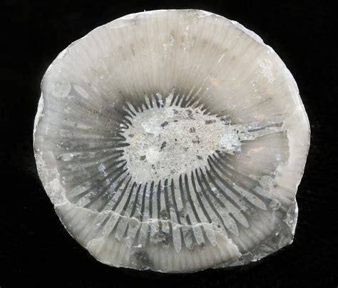 Pennsylvanian Aged Agatized Horn Coral - Utah (#46757) For Sale ...
