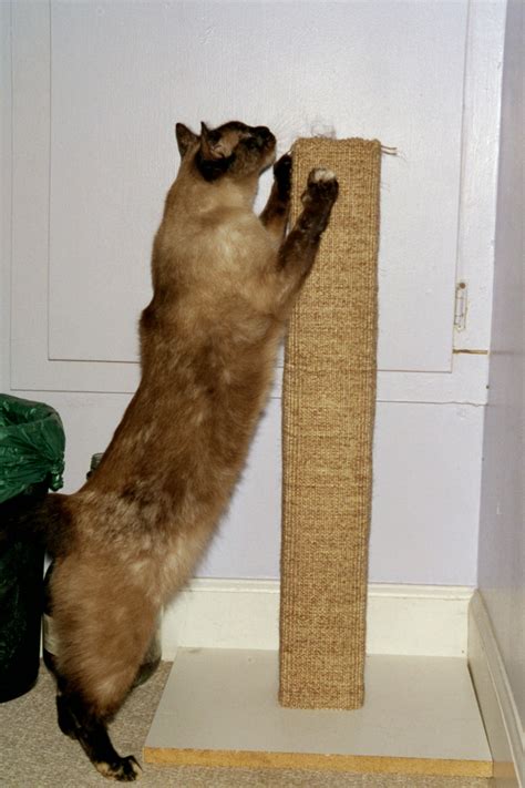 Cat Back Scratching 的图像结果