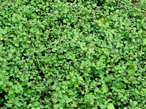 Mall~Kerala : Sida Alnifolia Cuban Jute Jelly Leaf Kurunthotti ...