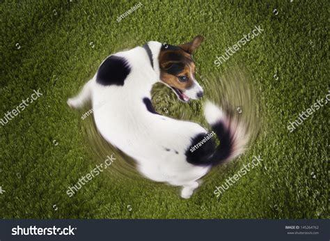 1,167 Dog chasing tail Images, Stock Photos & Vectors | Shutterstock