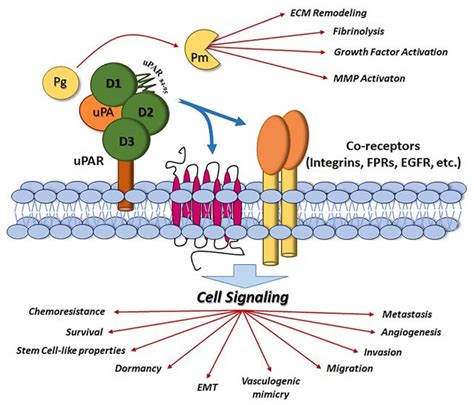 Therapeutic Strategies Targeting Urokinase and Its Receptor in Cancer