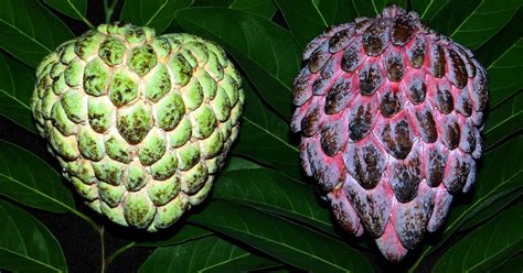 Rare Tropical Fruit Trees 的图像结果