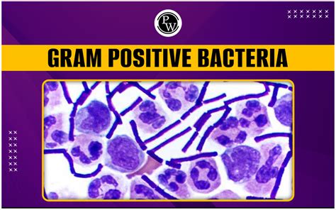 Gram Positive Bacteria: Introduction, Characteristics, Benefits