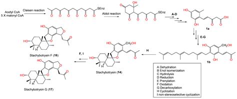 Stachybotrys chartarum—A Hidden Treasure: Secondary Metabolites ...