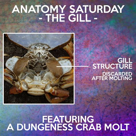 The Gills — Crab Museum