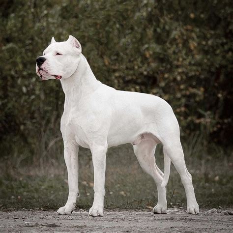 Download Playful Dogo Argentino Puppy | Wallpapers.com