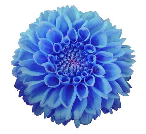 蓝色大丽花花，白色背景隔绝与裁减路线 特写镜头 库存照片. 图片 包括有 查出, 植物群, 粉红色, 本质 - 79634466