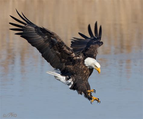 The Eagle Is Molting | blogsense-by-barb