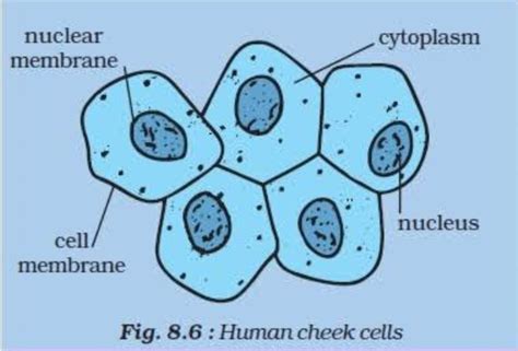 . Draw a labelled diagram of human cheek cells as seen under a ...
