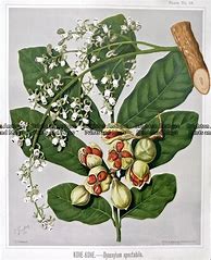 Image result for Rare Antique Prints