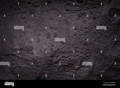 Image result for Bup Toad Texture