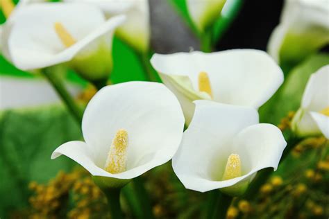 Growing and Care of Indoor Calla Lily Indoors