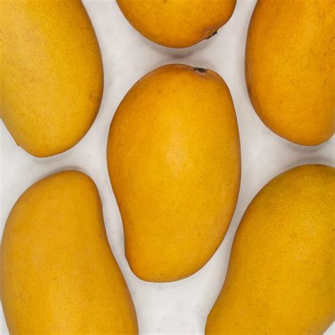 Phylum Of Mango