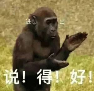 北海道的猴子泡温泉避寒 模样憨态可掬 表情销魂|地狱谷|泡温泉|猕猴_新浪新闻