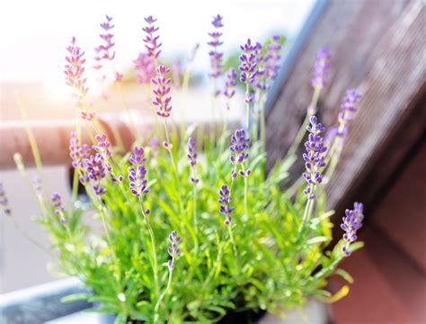 Can You Grow Lavender Indoors? - Backyard Boss
