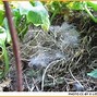 Image result for Rabbit Nest in Flower Bed