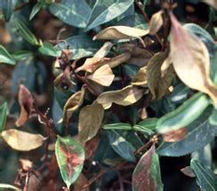 TNAU Agritech Portal :: Crop Protection