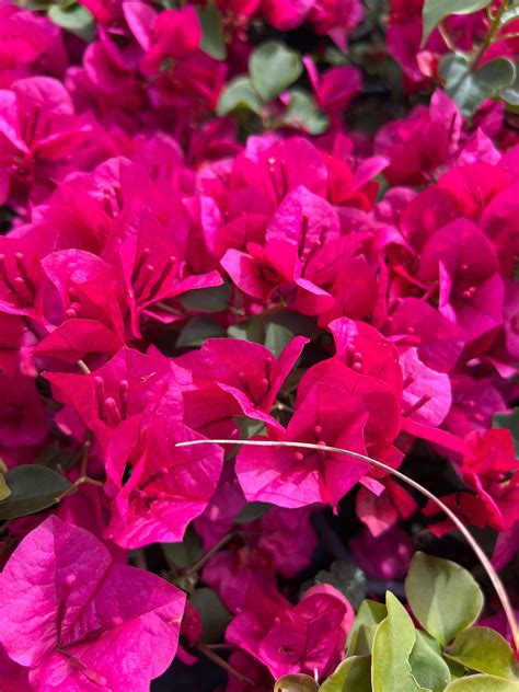 La Jolla Bougainvillea-1 Ft Tall Ship in 1gal Pot - Etsy