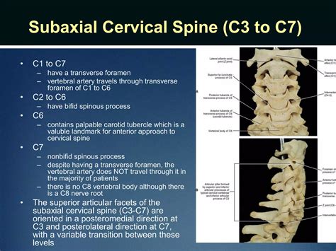 clinical Spine anatomy | PPTX
