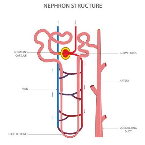 Nephron Diagram Pltw