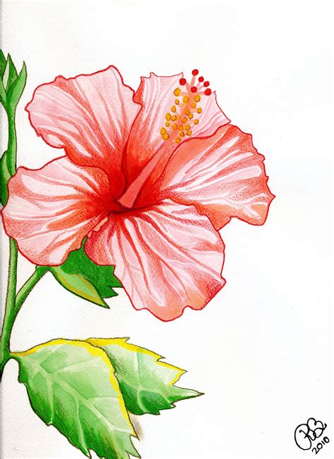 flowers drawing hibiscus