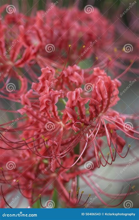 Fancy Red Spider Lily Blossoms - Lycoris Radiata Stock Image - Image of ...