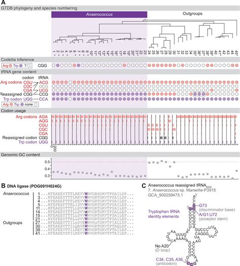 Image result for Program a Gene Intellicode