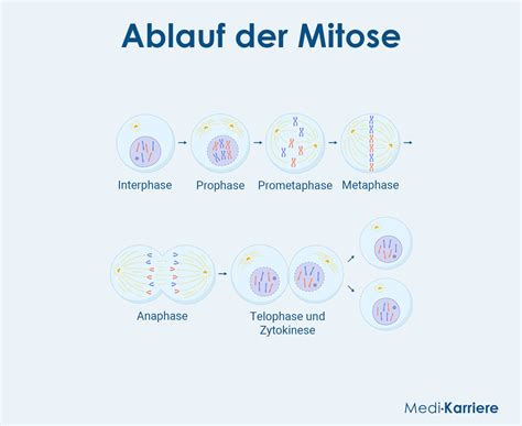 Phases De Mitose Au Microscope