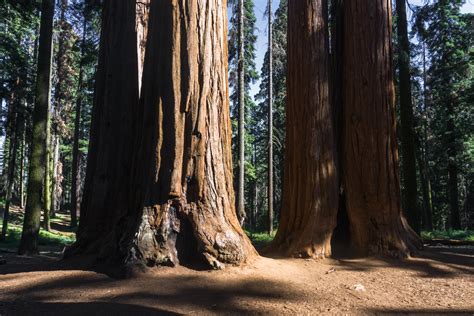 Giant Sequoia vs. Coast Redwood | Plantly