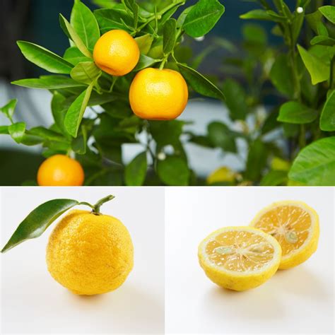 5 benefits of the yuzu fruit – Naturelle.dk