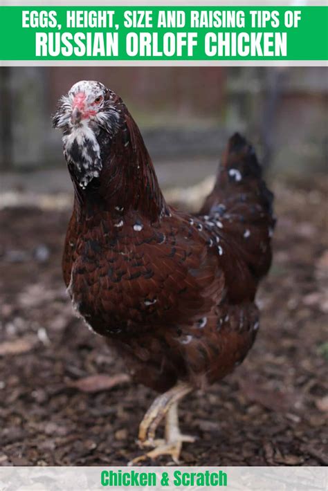 Russian Orloff: Eggs, Height, Size and Raising Tips