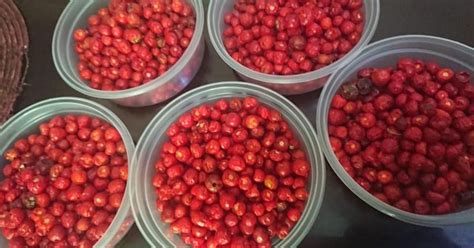 Sube precio del chiltepín; bajan las ventas | Noticias de Sonora | El ...