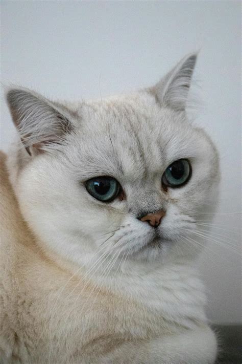 Big+White+Boob Photos, Download The BEST Free Big+White+Boob Stock ...