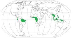 GC Leong Summary: The Hot, Wet Equatorial Climate - Geography for UPSC ...