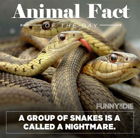 25 Funny Animal Facts That Might Make You Pee a Little